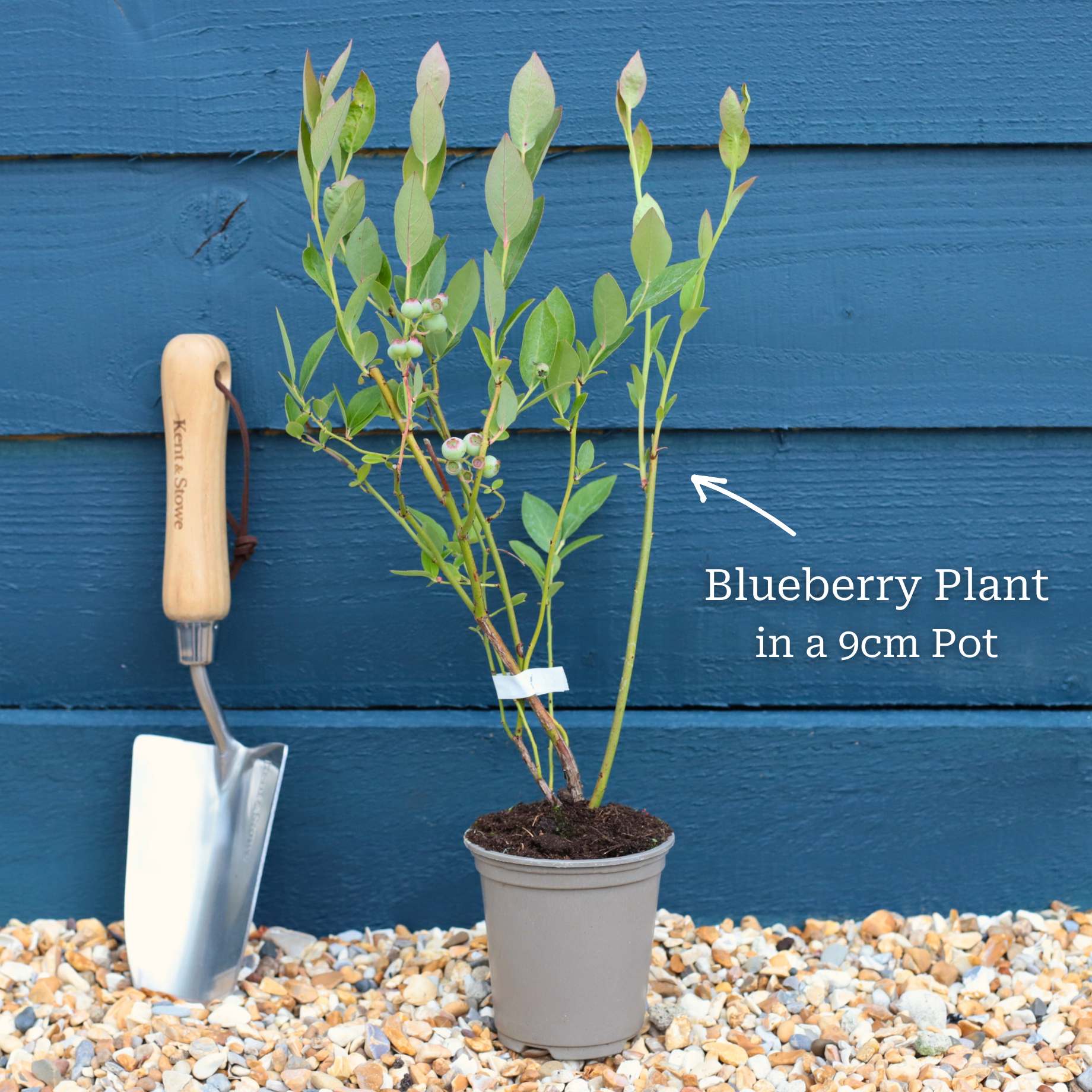 'Herbert' Blueberry Bush - Image 3