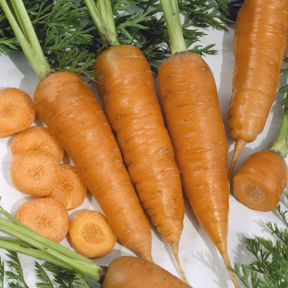 Mini Carrot Plants - Image 2