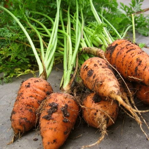 Mini Carrot Plants - Image 3