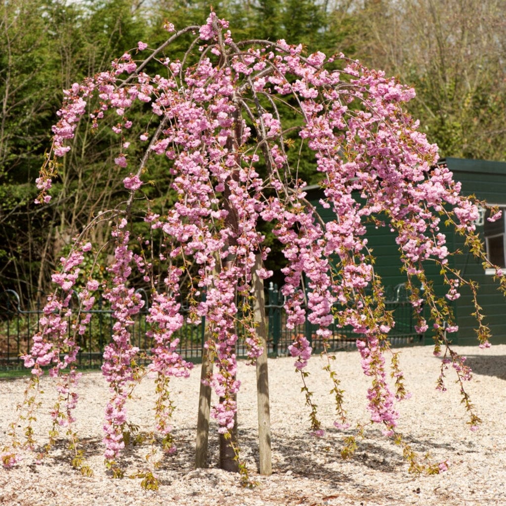 Cheal's Weeping Cherry Blossom Tree | Prunus 'Kiku-shidare-zakura' - Image 14