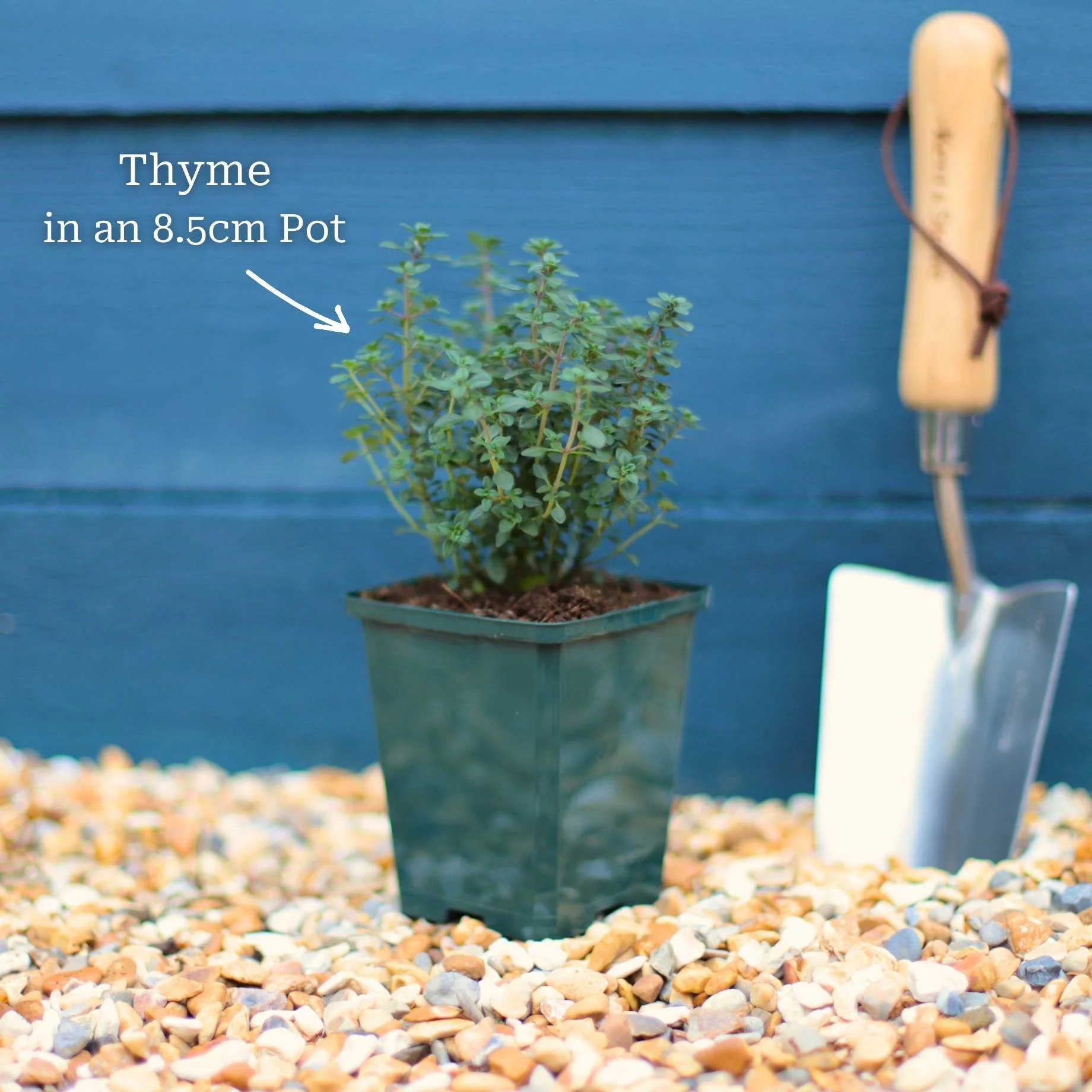 Mediterranean Herb Plants Collection - Image 5