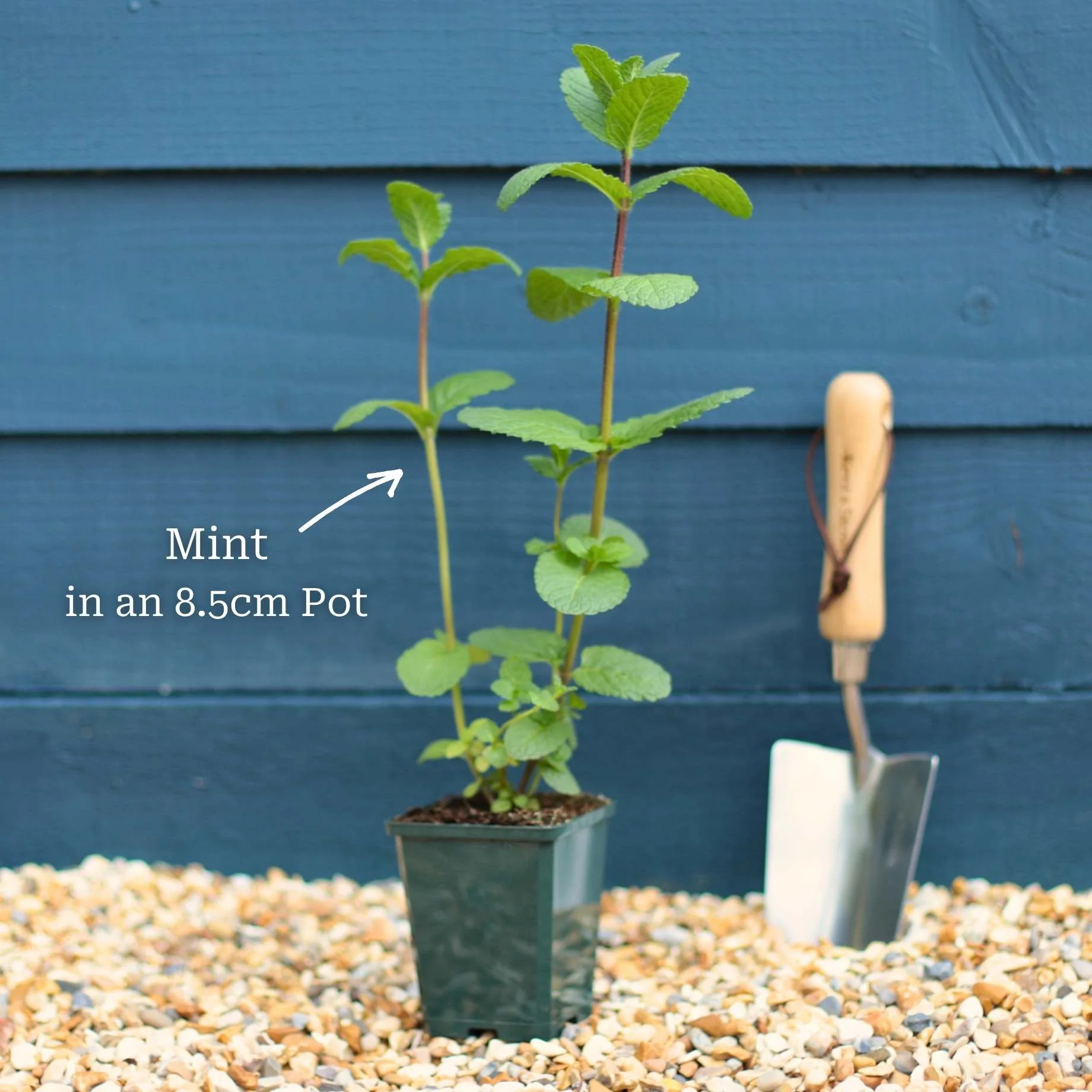 Indoor Herb Plants Collection - Image 3