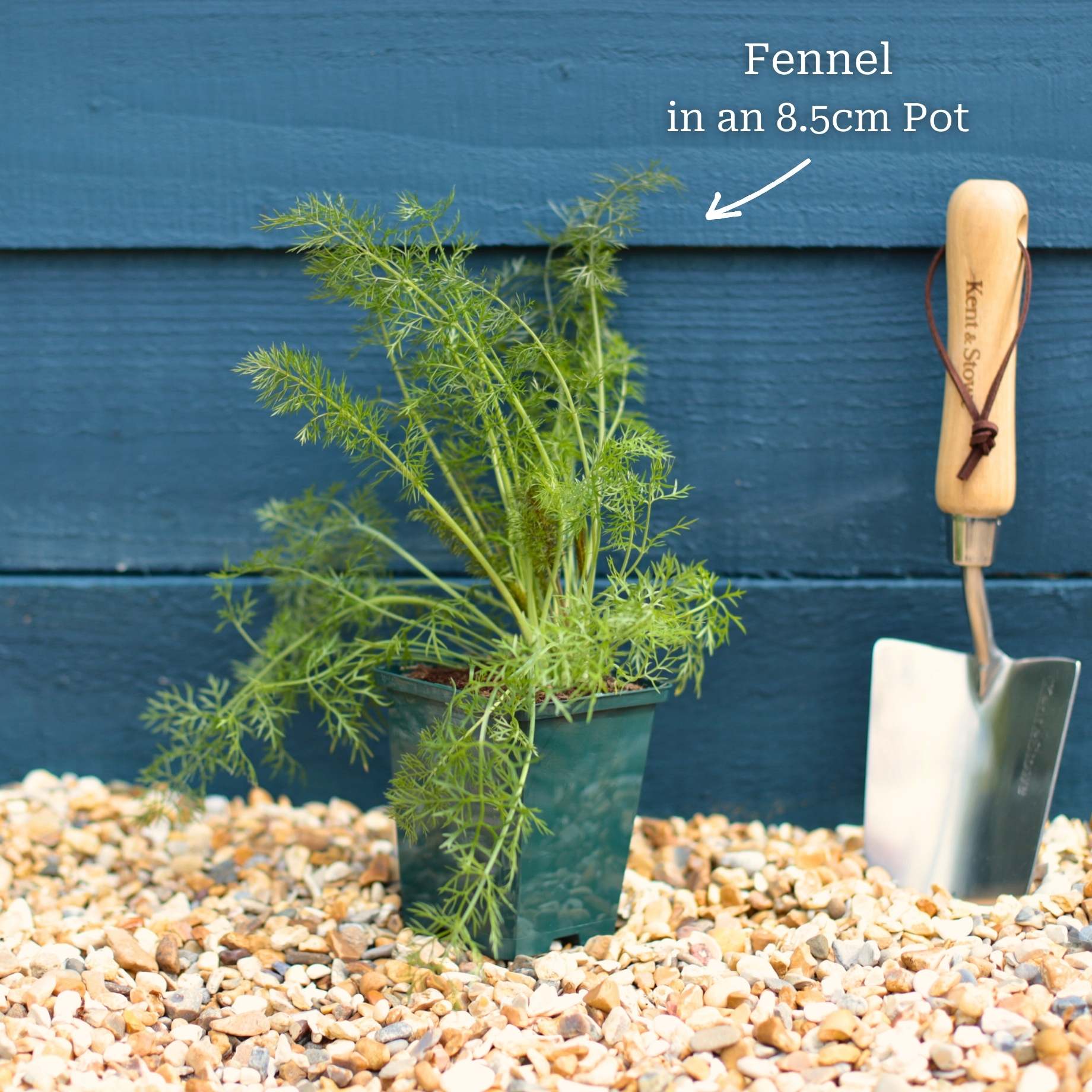 Bronze Fennel Plant - Image 4