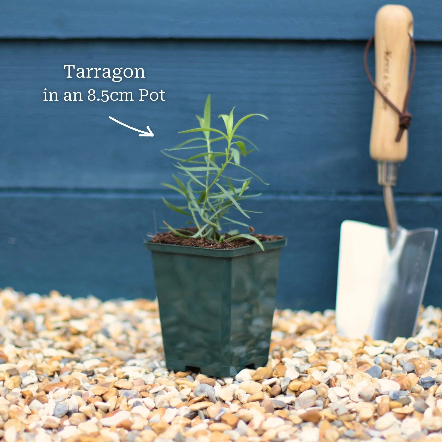 French Tarragon Plant - Image 4
