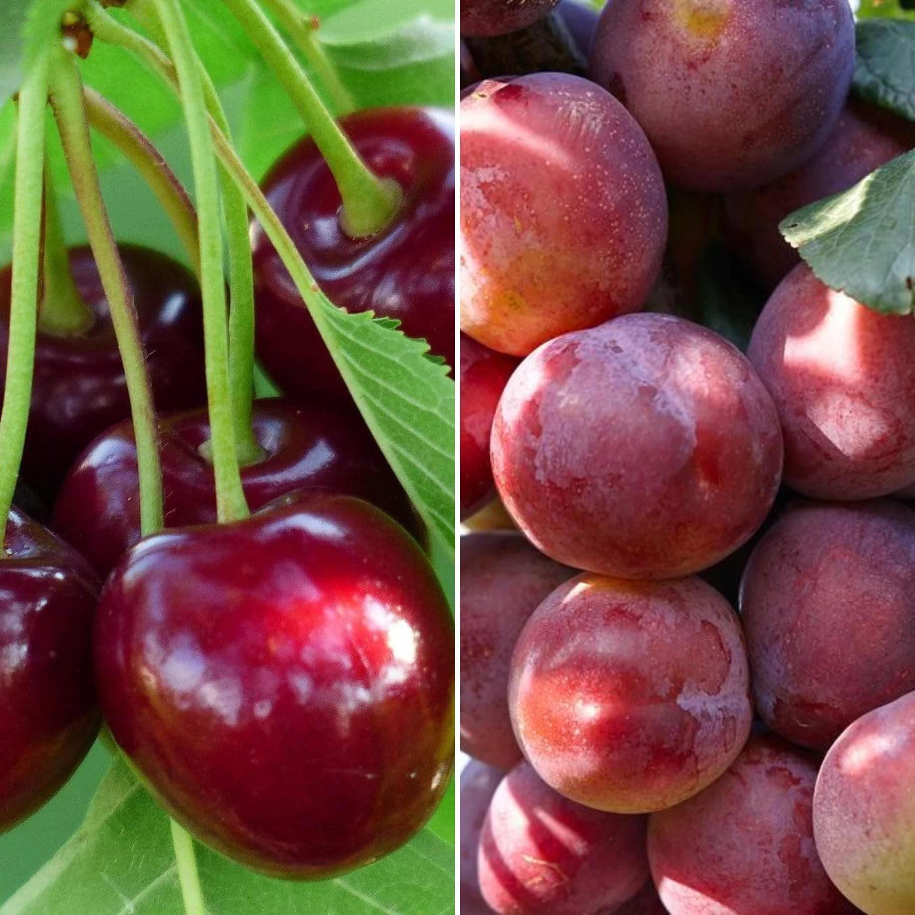 Cherry and Plum Trees | Perfect Partners