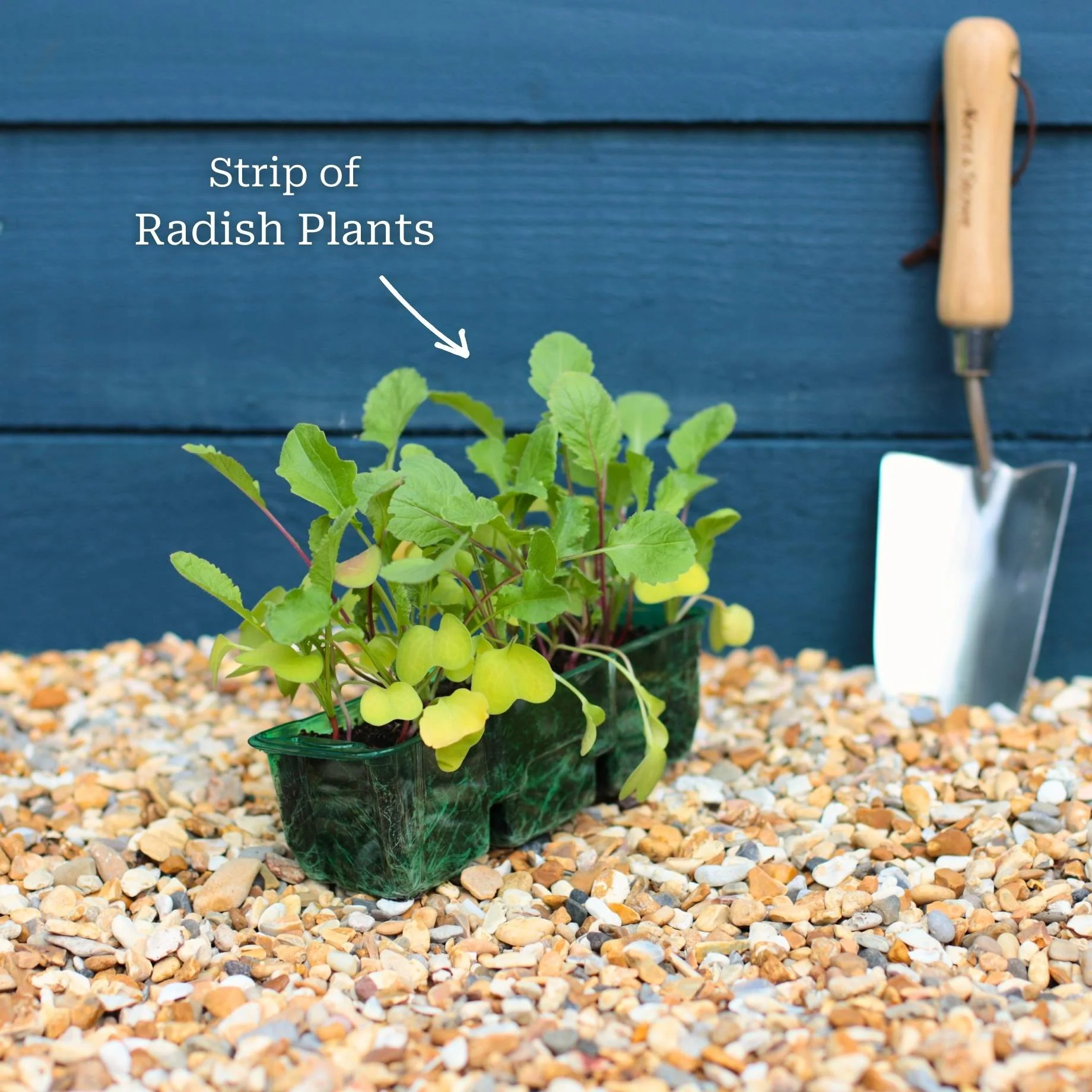 'Cherry Belle' Radish Plants - Image 3