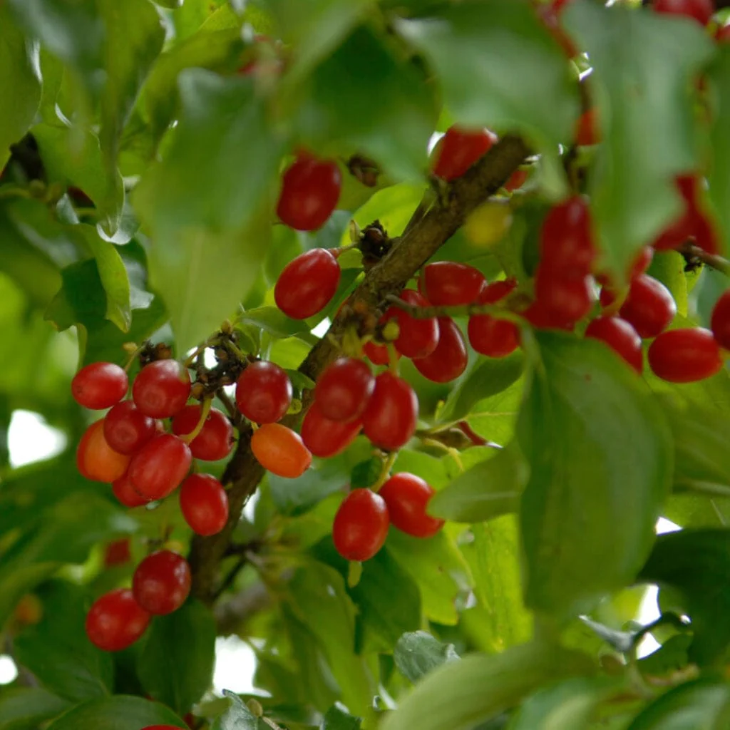 Cherry Dogwood Hedging | Cornus mas