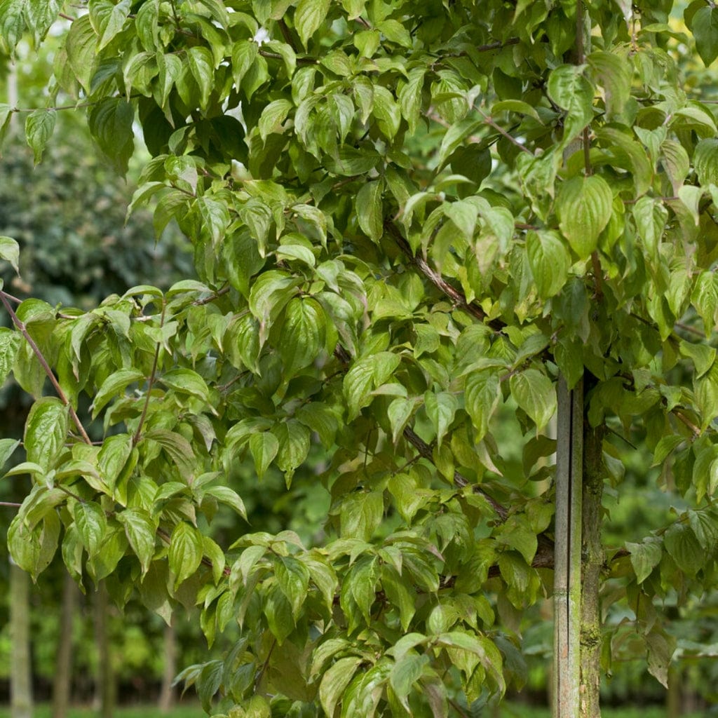 Cherry Dogwood Hedging | Cornus mas - Image 2