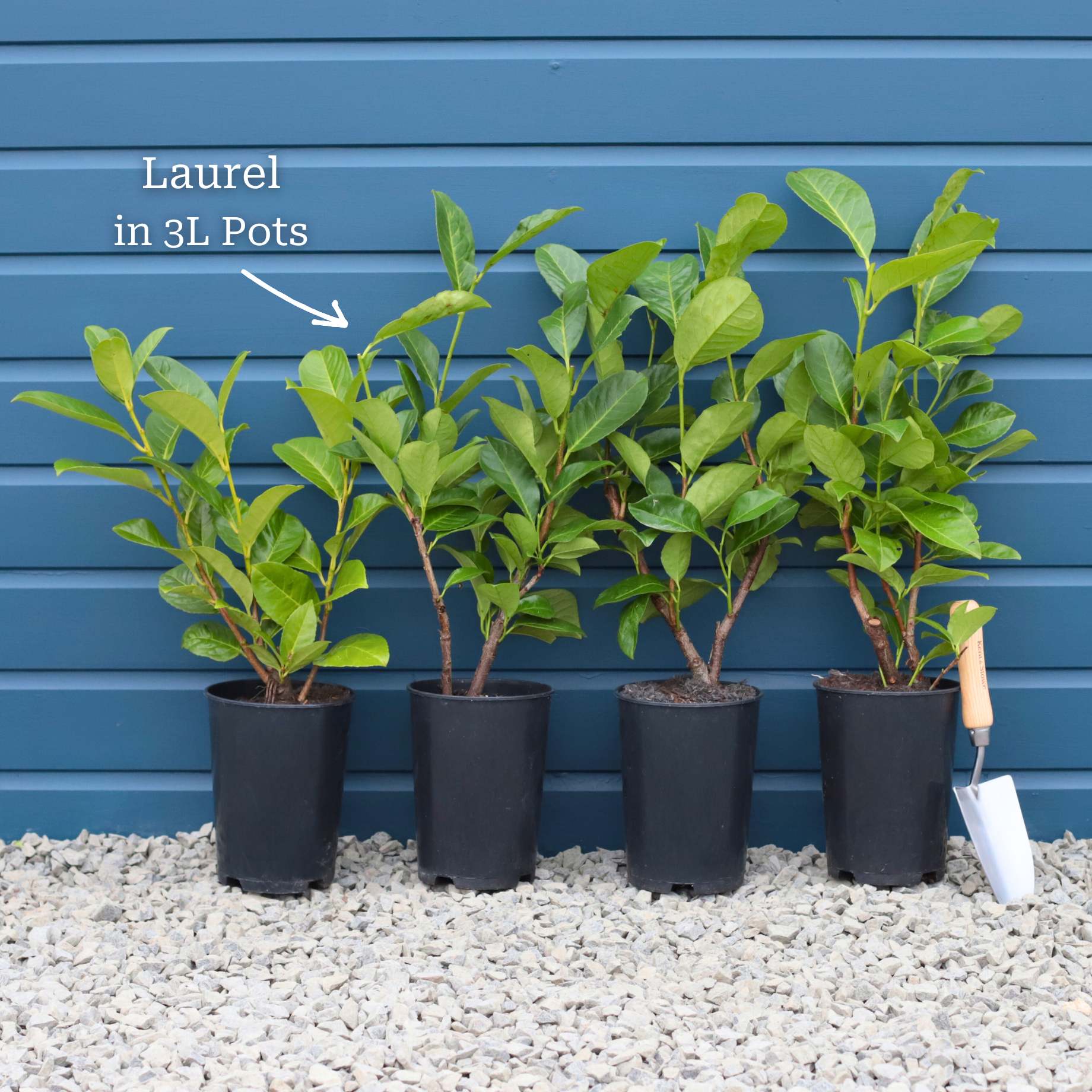 Cherry Laurel Hedging | Prunus laurocerasus 'Rotundifolia' - Image 12