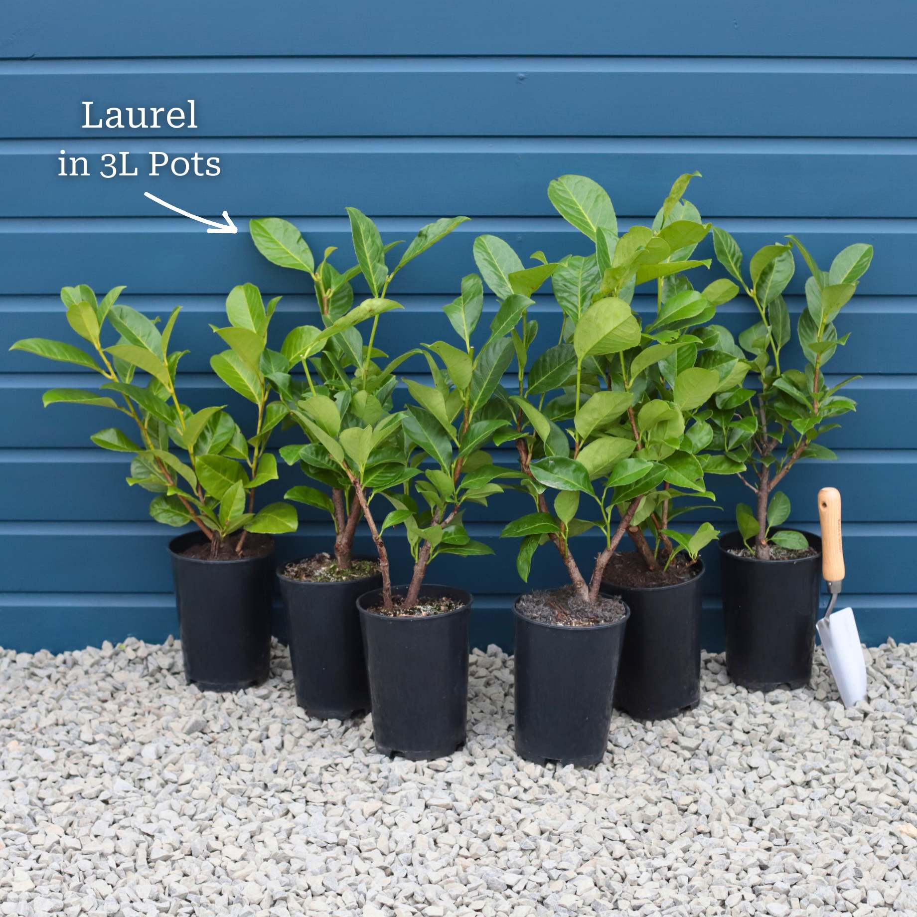 Cherry Laurel Hedging | Prunus laurocerasus 'Rotundifolia' - Image 13