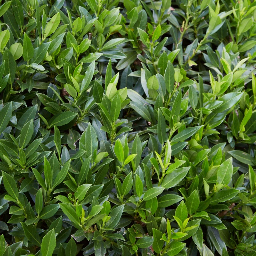 Cherry Laurel Hedging | Prunus laurocerasus 'Rotundifolia' - Image 2