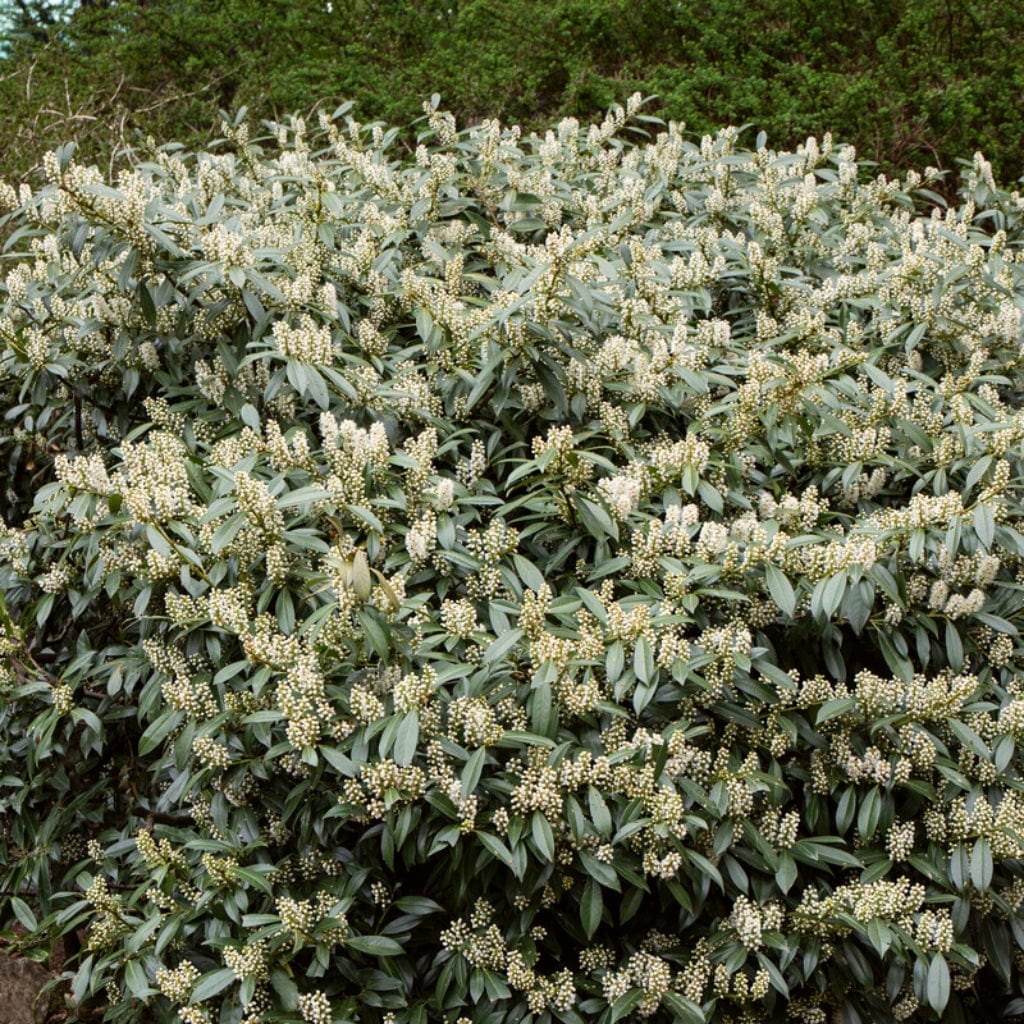 Cherry Laurel Hedging | Prunus laurocerasus 'Rotundifolia' - Image 4
