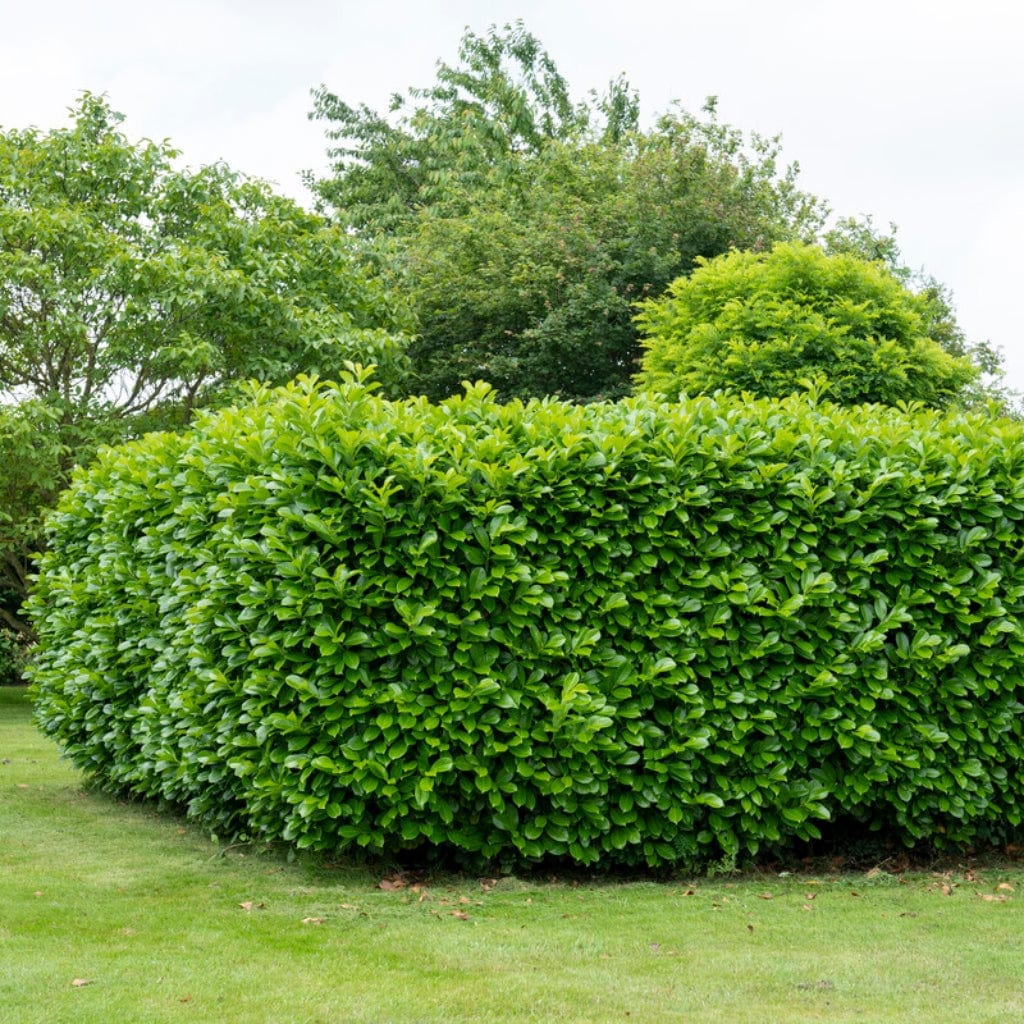Cherry Laurel Hedging | Prunus laurocerasus 'Rotundifolia' - Image 5