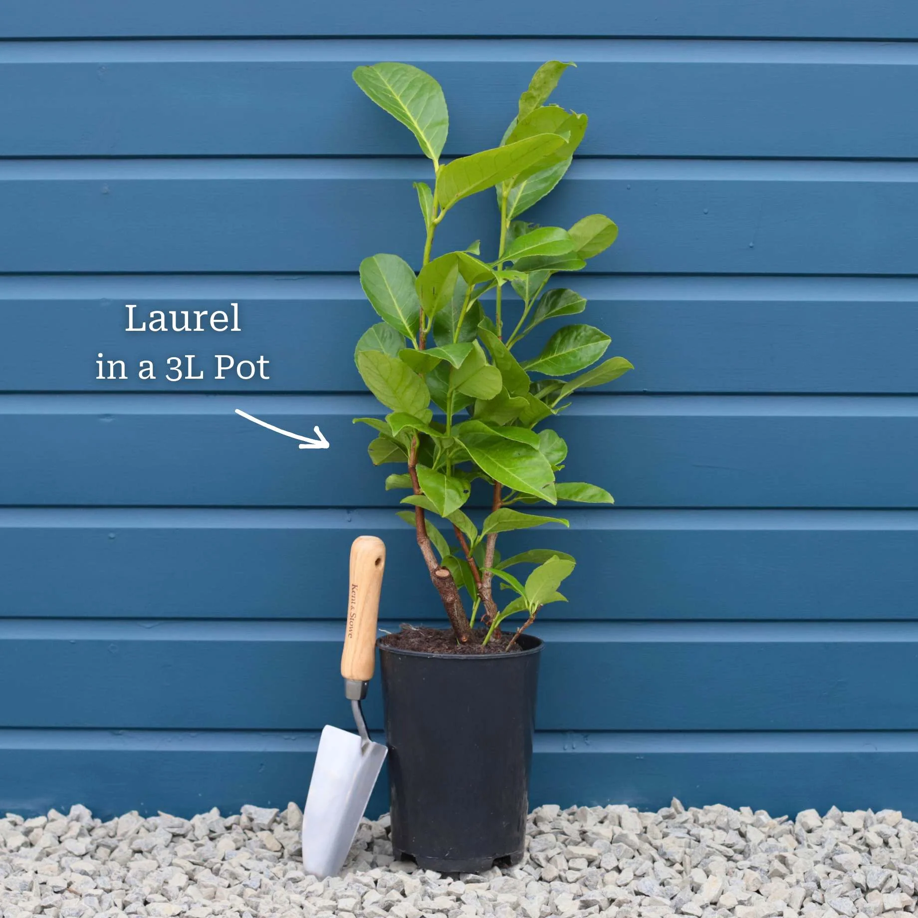 Prunus lusitanica 'Angustifolia' - Image 3