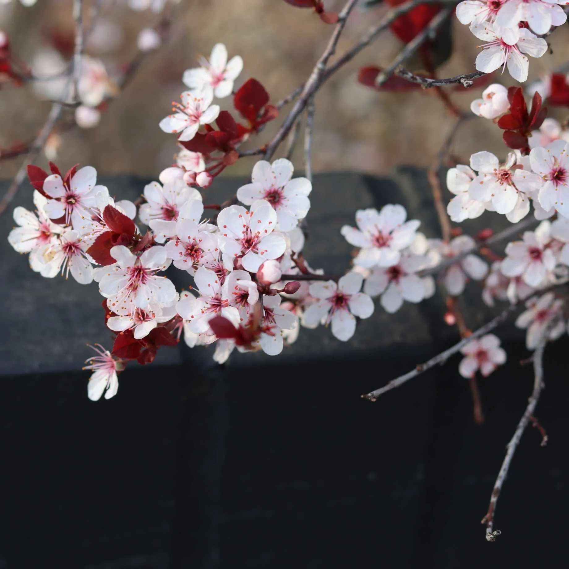 Cherry Plum Hedging | Prunus cerasifera - Image 3