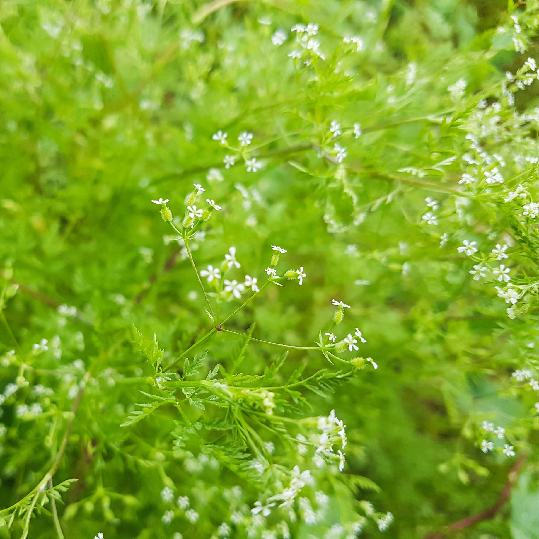 Chervil Plant - Image 3