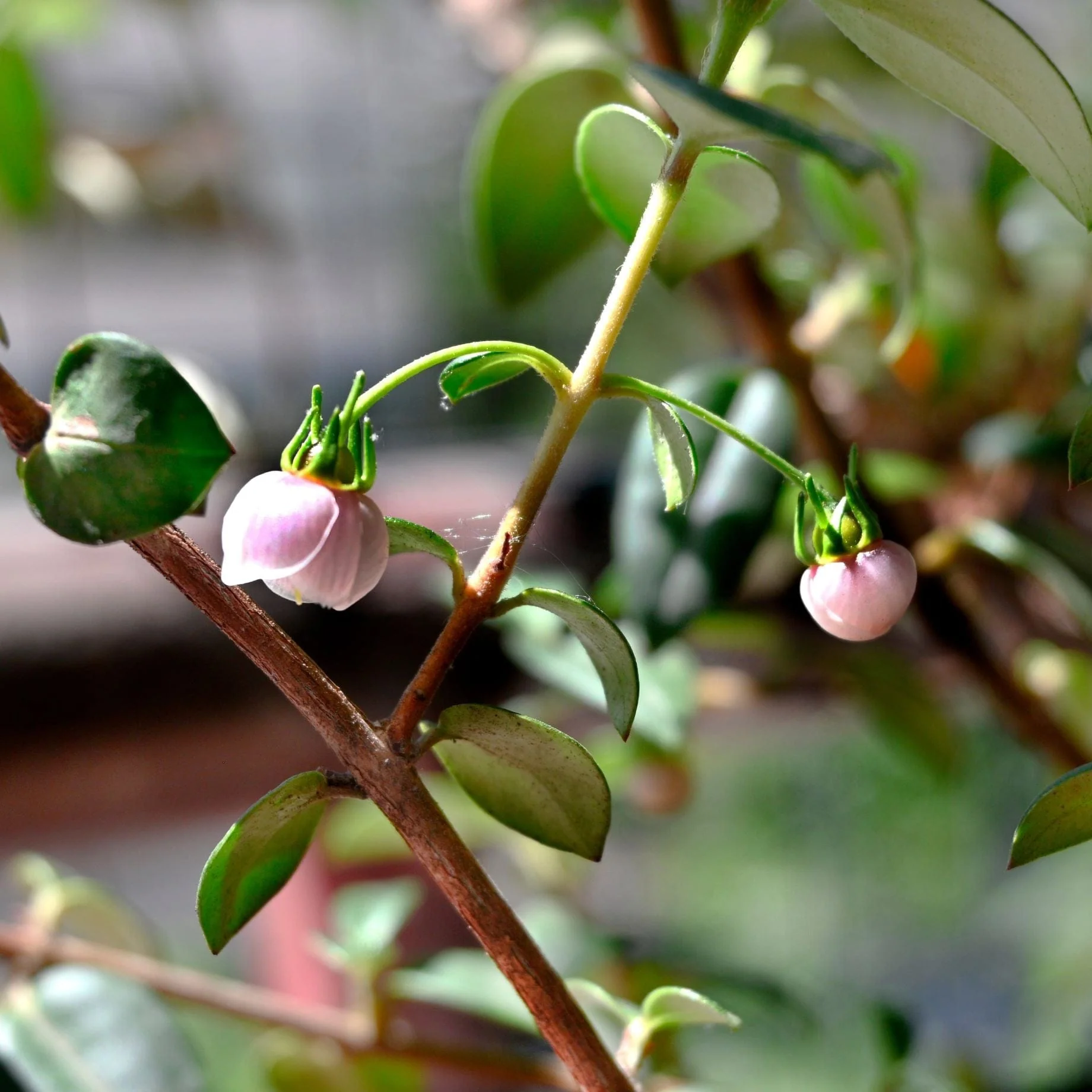 Chilean Guava | Ugni molinae - Image 4