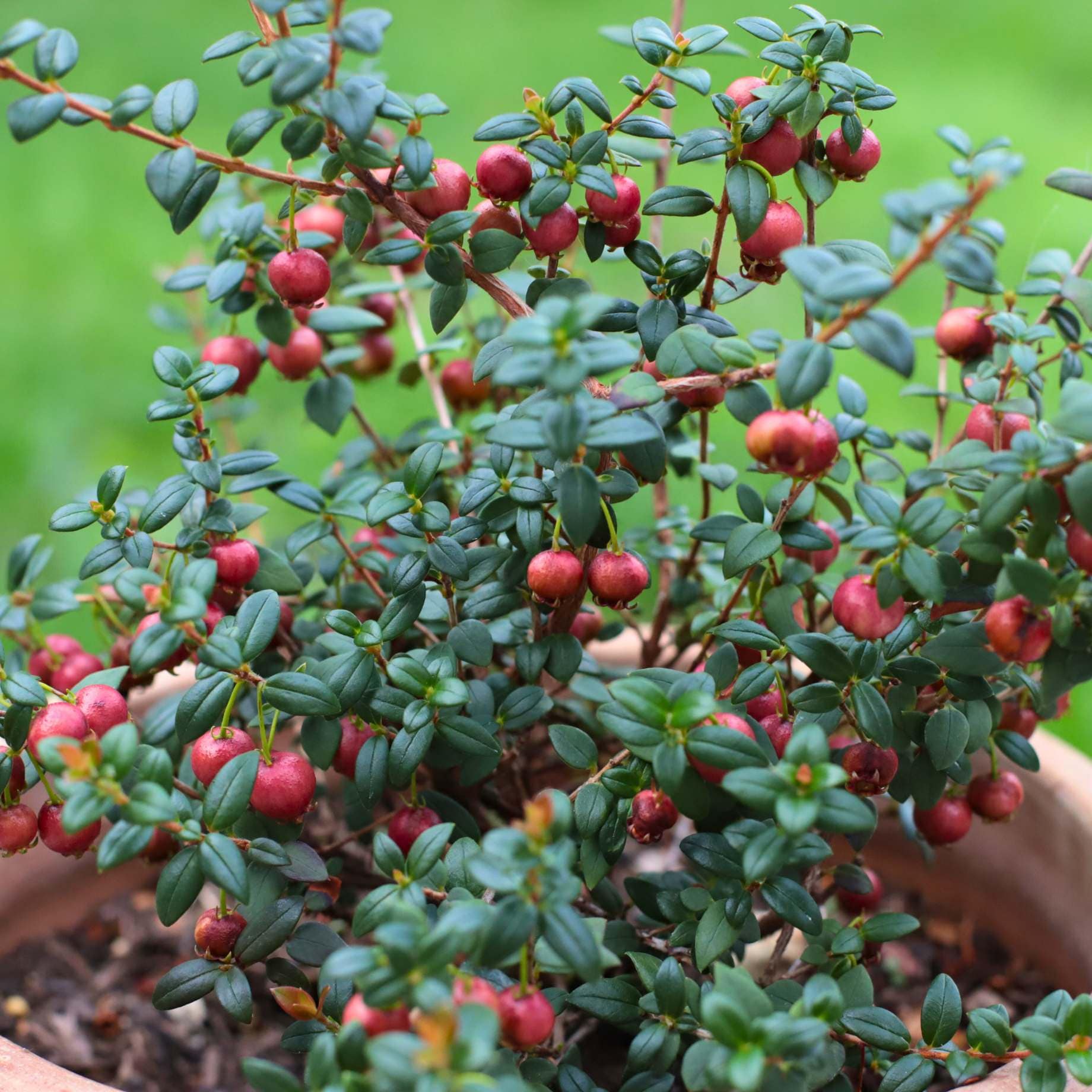 Chilean Guava | Ugni molinae - Image 5