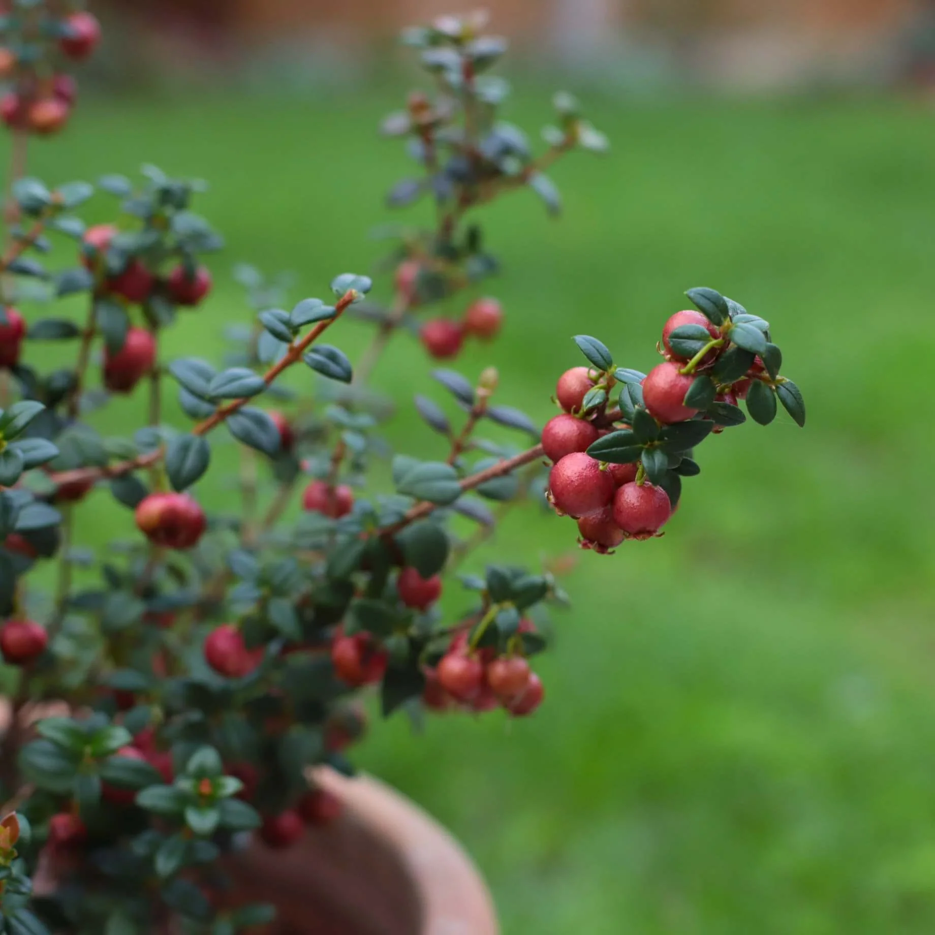 Chilean Guava | Ugni molinae - Image 6