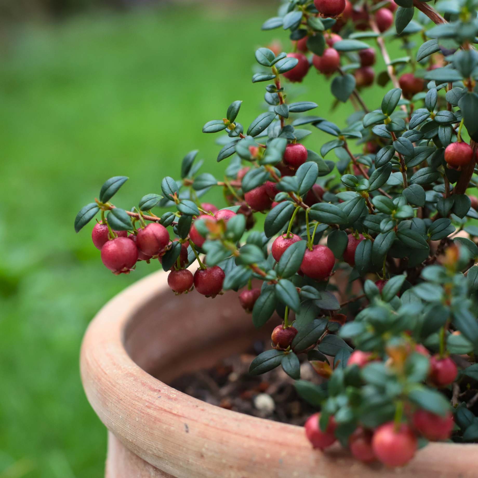 Chilean Guava | Ugni molinae - Image 7