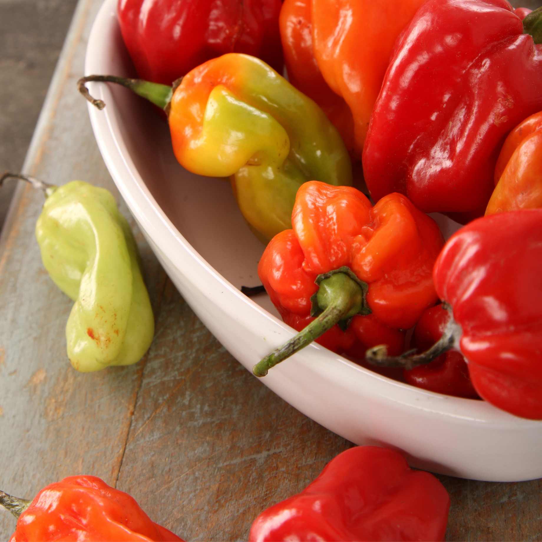 Scotch Bonnet Chilli Pepper Plant | Capsicum chinense 'Caribbean Antillais' - Image 2