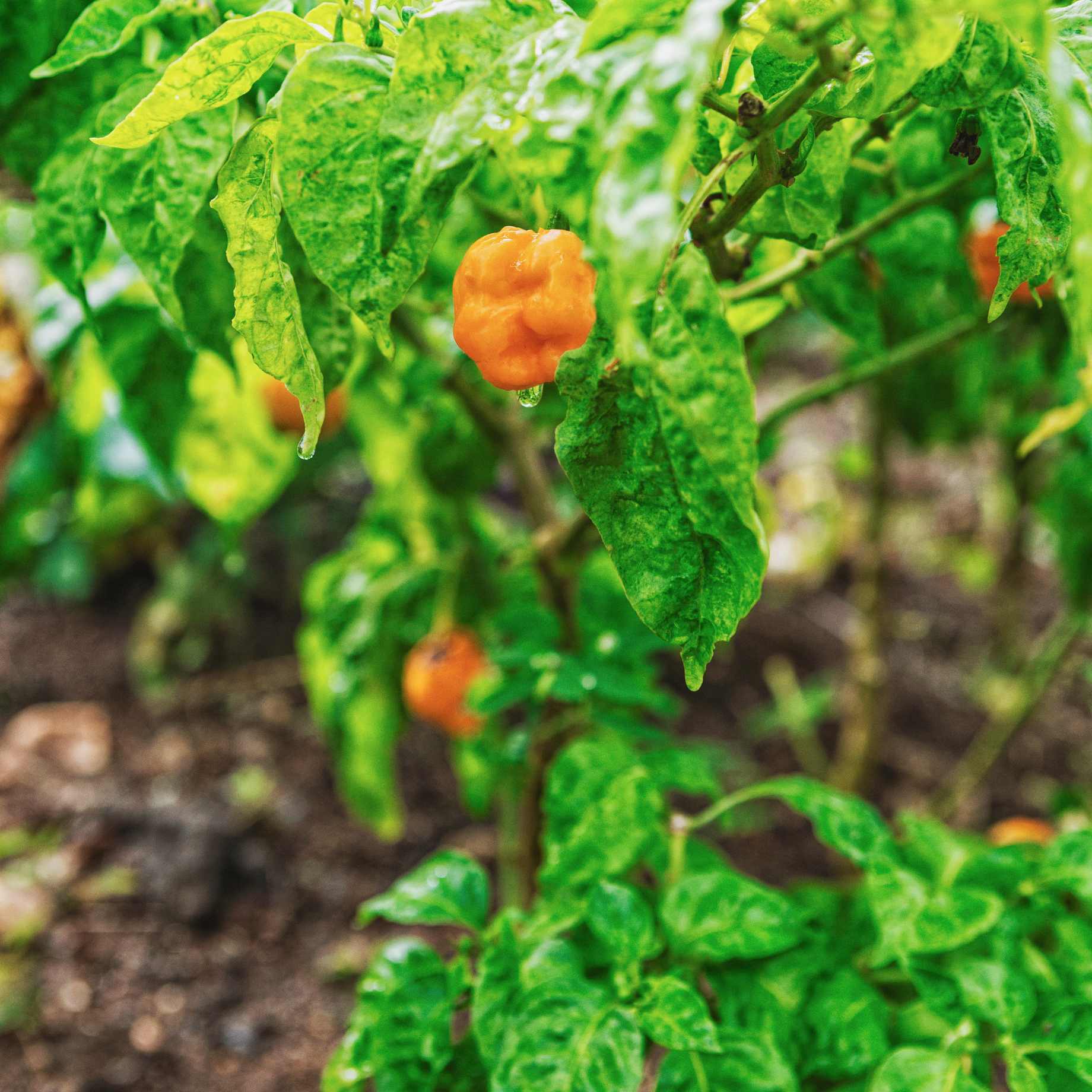 Scotch Bonnet Chilli Pepper Plant | Capsicum chinense 'Caribbean Antillais' - Image 3