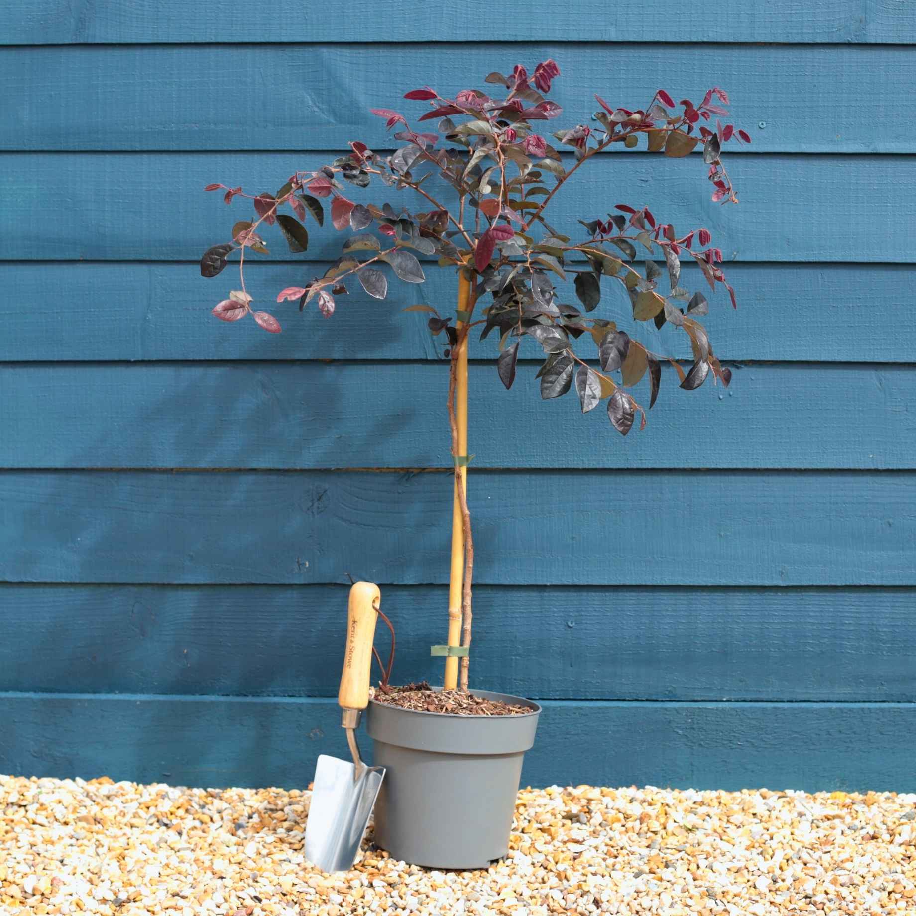 Patio Loropetalum Tree | Loropetalum 'Fire Dance'