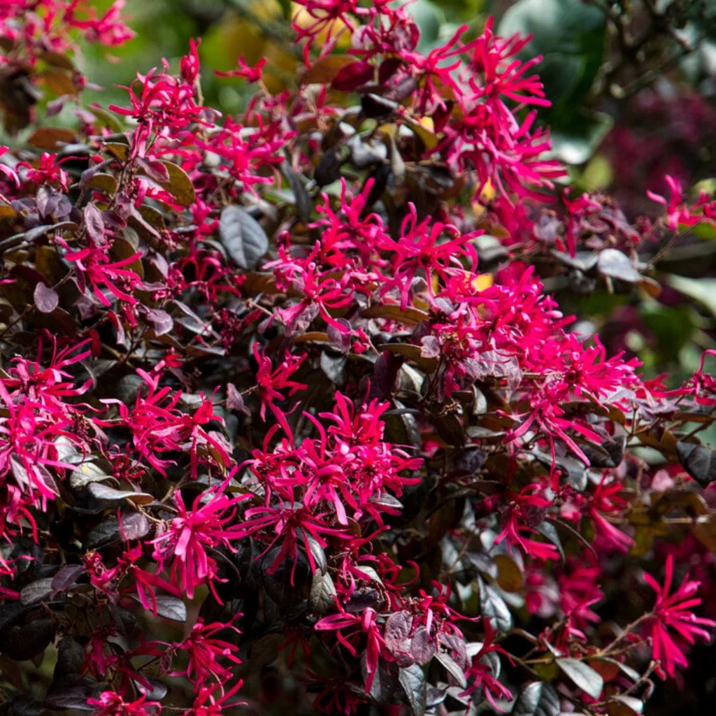 Patio Loropetalum Tree | Loropetalum 'Fire Dance' - Image 2