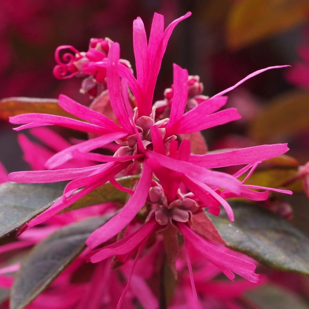 Patio Loropetalum Tree | Loropetalum 'Fire Dance' - Image 3