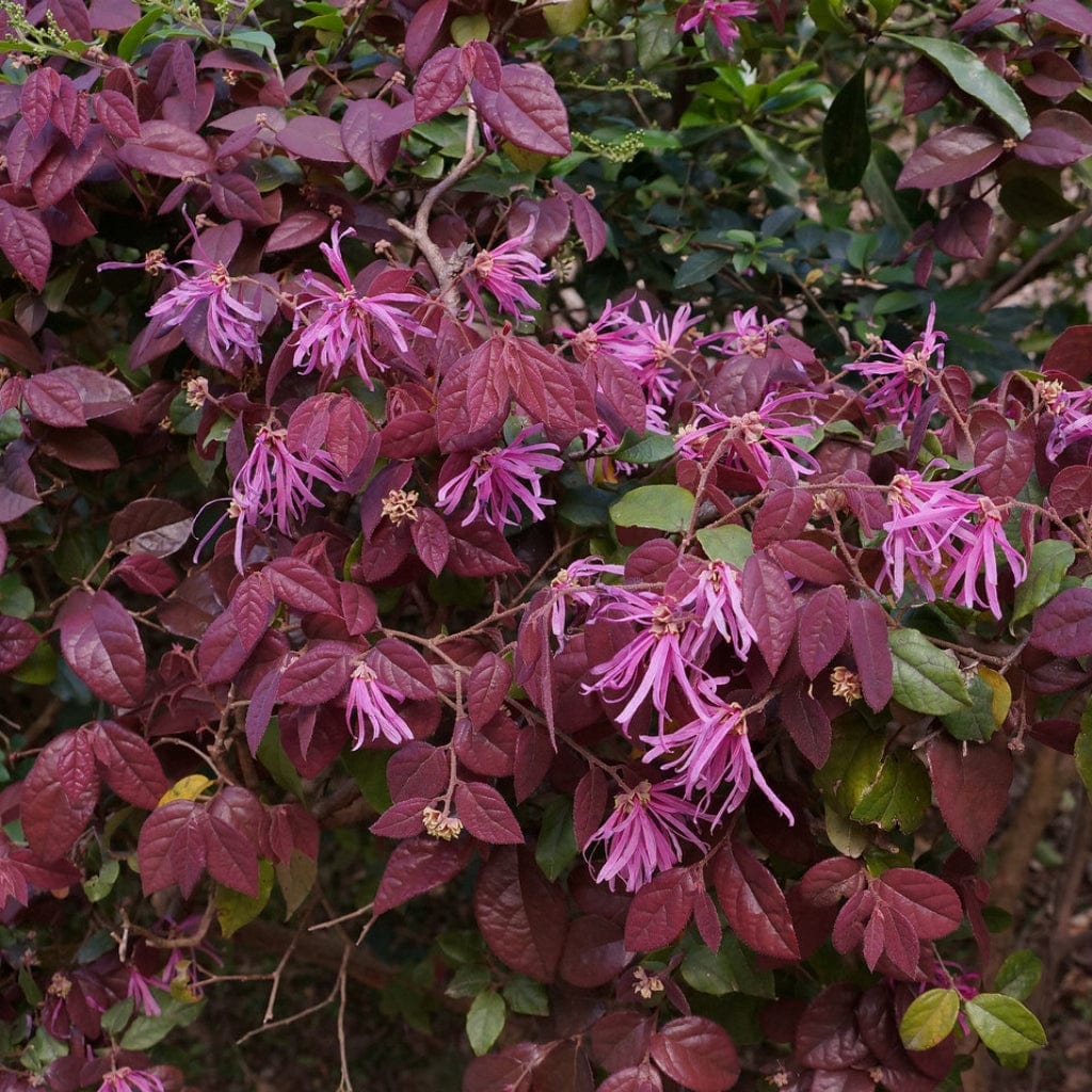 Patio Loropetalum Tree | Loropetalum 'Fire Dance' - Image 4