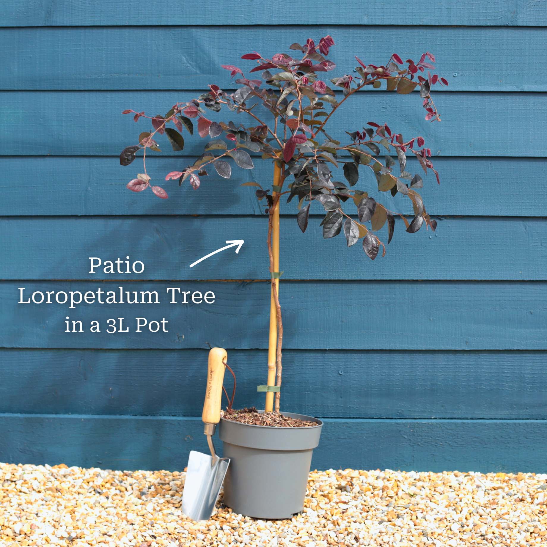Patio Loropetalum Tree | Loropetalum 'Fire Dance' - Image 5