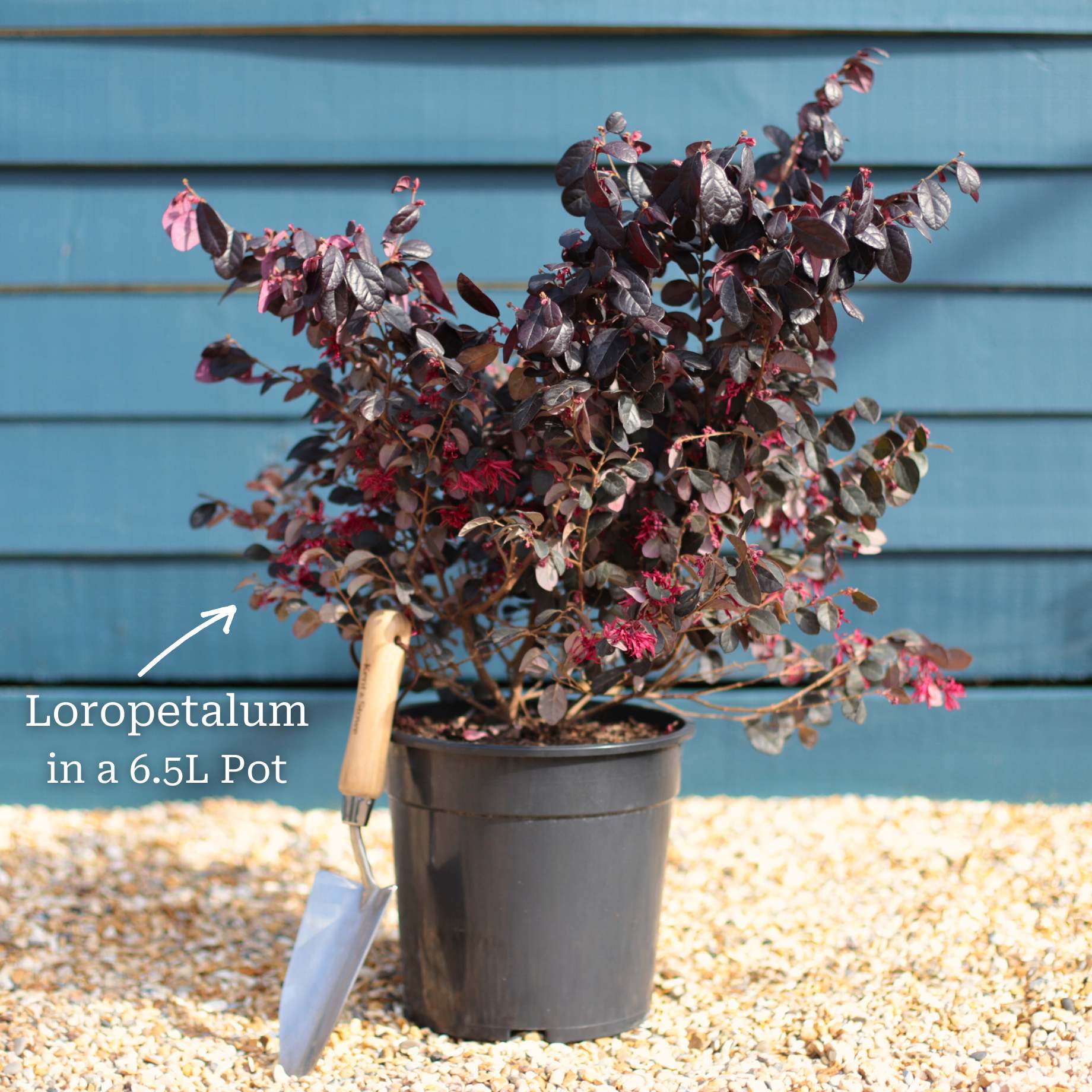 Patio Loropetalum Tree | Loropetalum 'Fire Dance' - Image 6