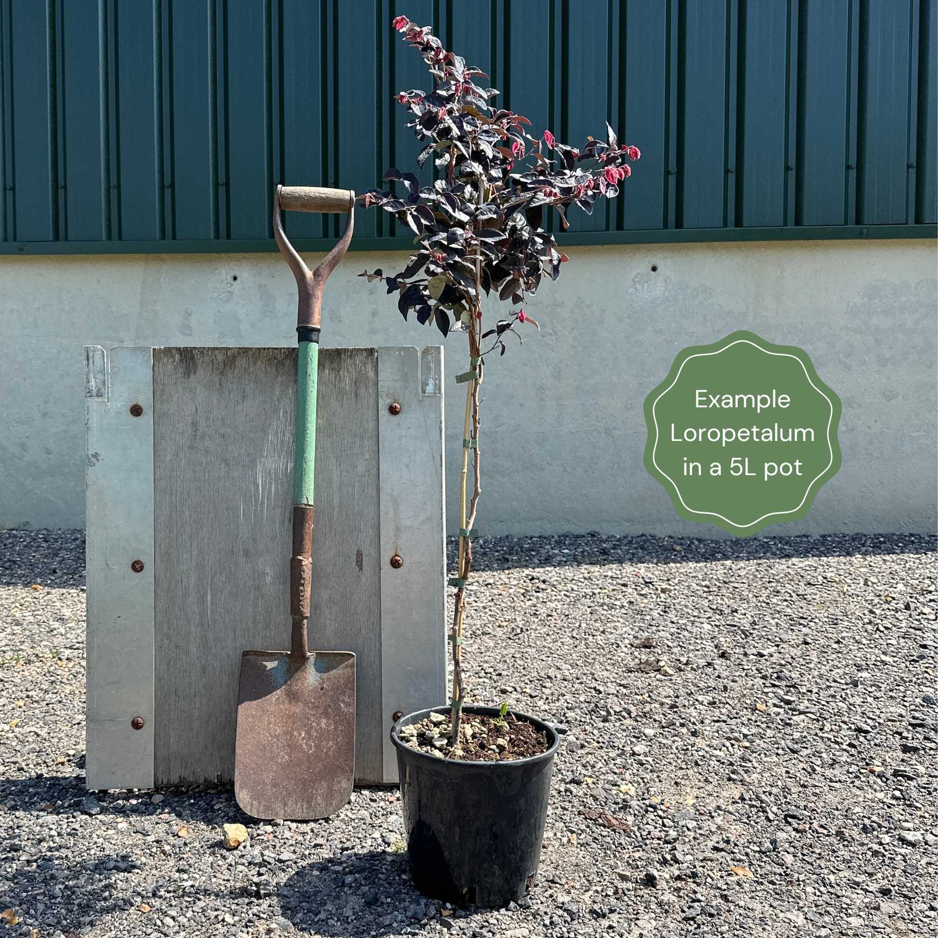 Patio Loropetalum Tree | Loropetalum 'Fire Dance' - Image 7