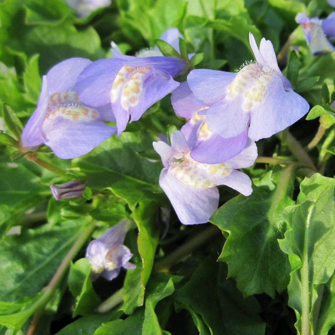Chinese Marshflower | Mazus reptans - Image 2