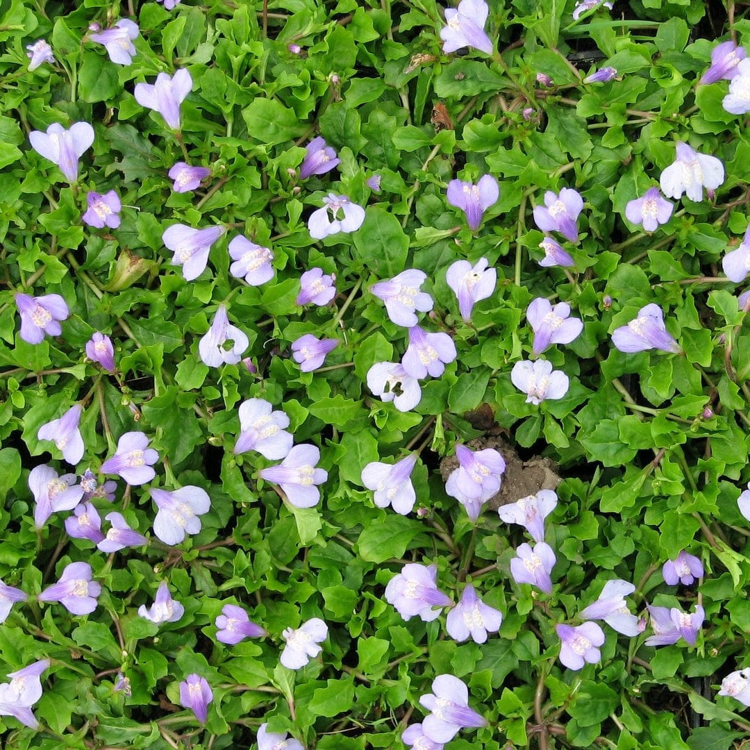 Chinese Marshflower | Mazus reptans - Image 3