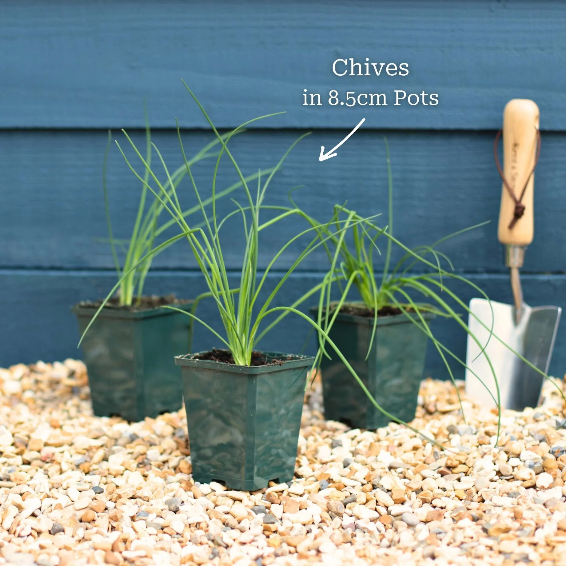 Chives Plant - Image 5