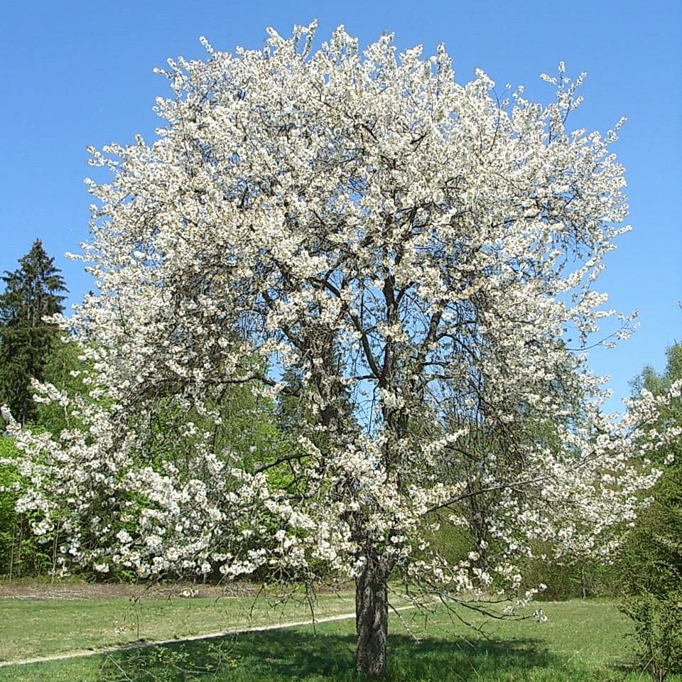 'Chocolate Ice' Cherry Blossom Tree | Prunus 'Matsumae-fuki'