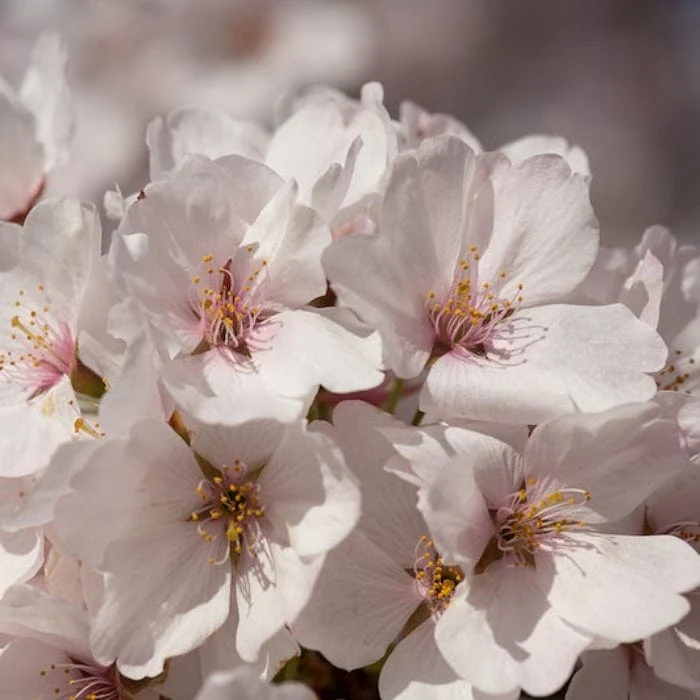 'Chocolate Ice' Cherry Blossom Tree | Prunus 'Matsumae-fuki' - Image 2