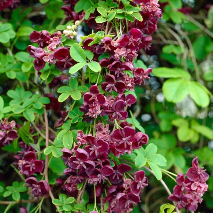 Chocolate Vine | Akebia quinata - Image 2