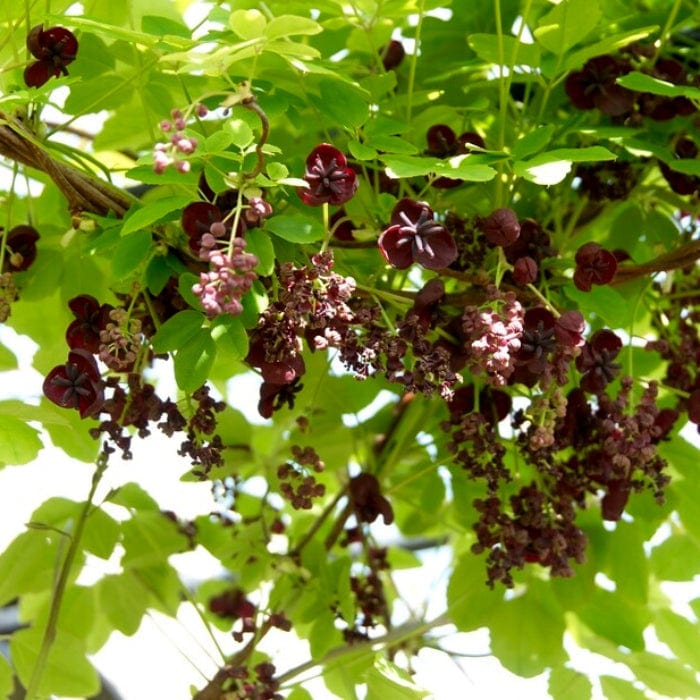 Chocolate Vine | Akebia quinata - Image 4