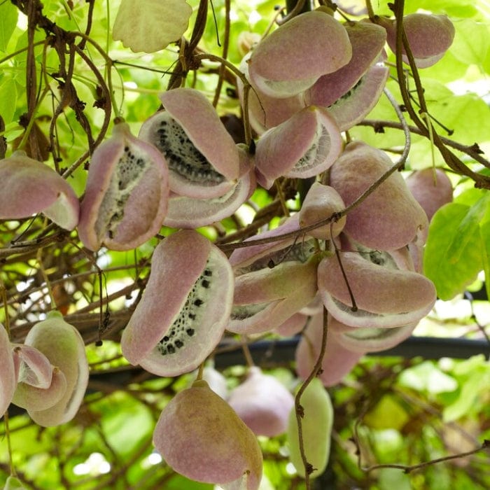 Chocolate Vine | Akebia quinata - Image 5