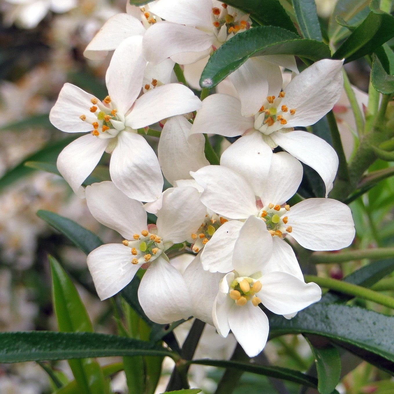 Mexican Orange Blossom | Choisya ternata