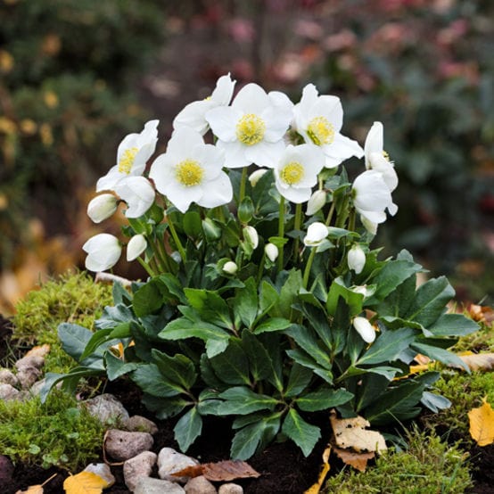 'Diva' Christmas Rose | Hellebore Gold Collection®