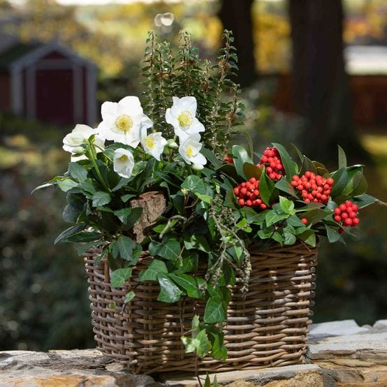 'Diva' Christmas Rose | Hellebore Gold Collection® - Image 2