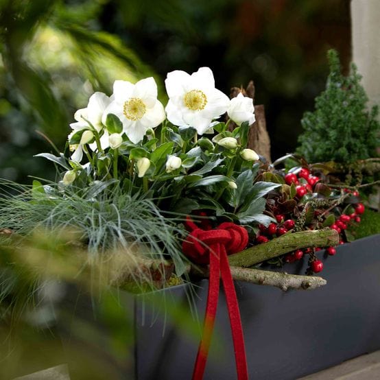 'Diva' Christmas Rose | Hellebore Gold Collection® - Image 3