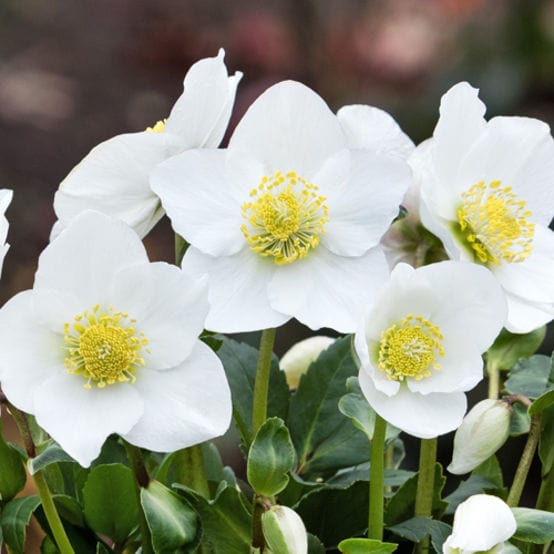 'Diva' Christmas Rose | Hellebore Gold Collection® - Image 4