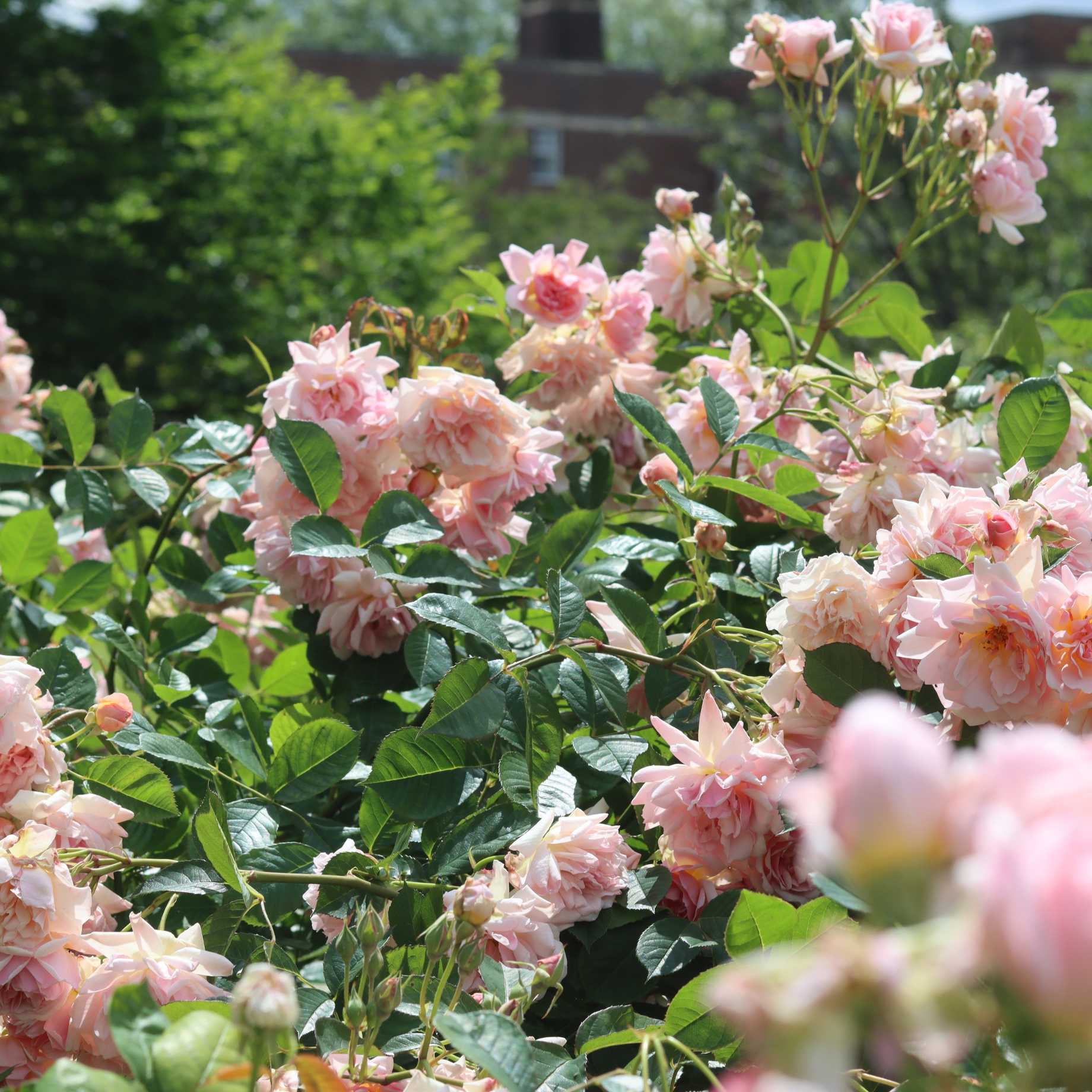 'Cinderella' Shrub Rose - Image 3