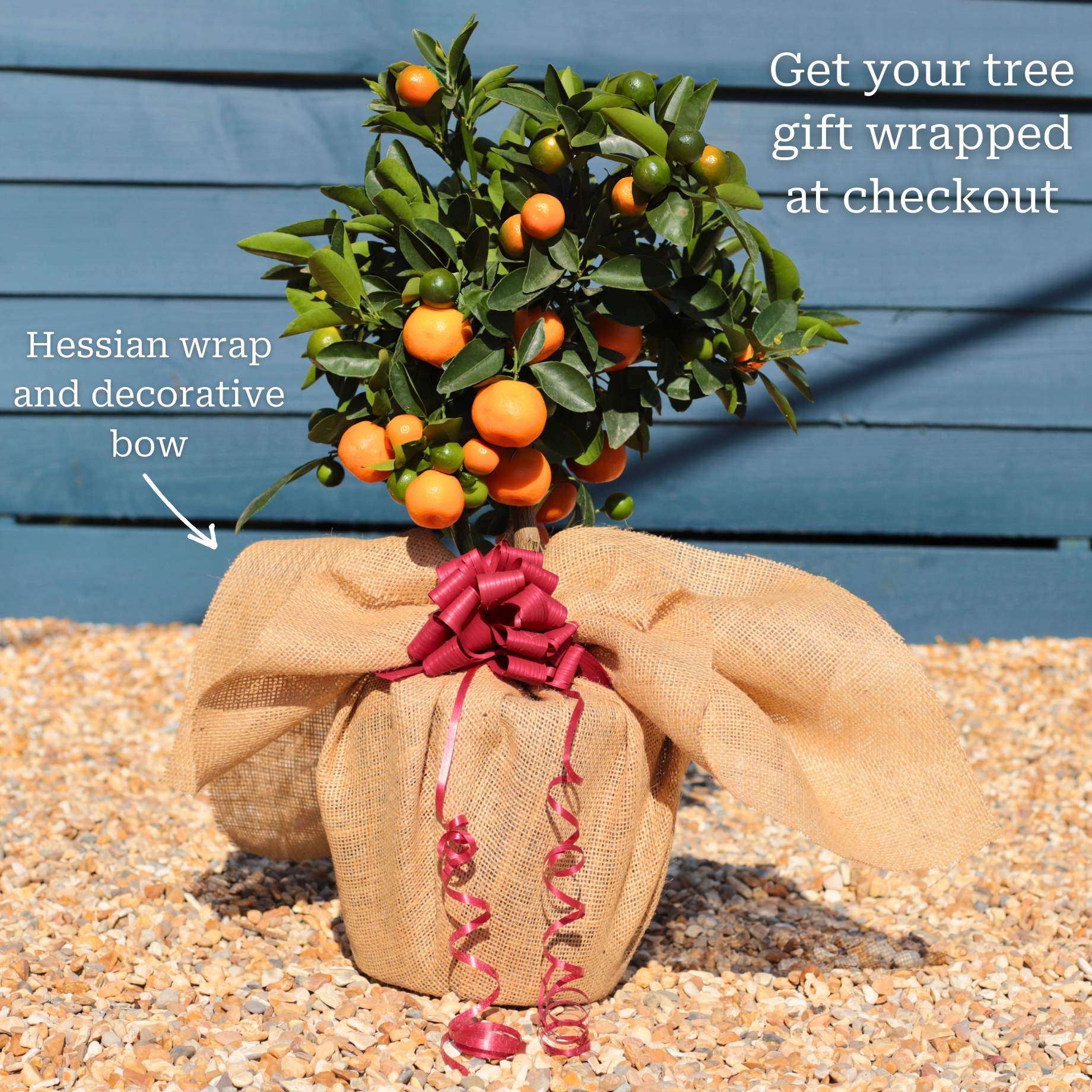 Patio Orange Tree | Sweet Orange - Image 5
