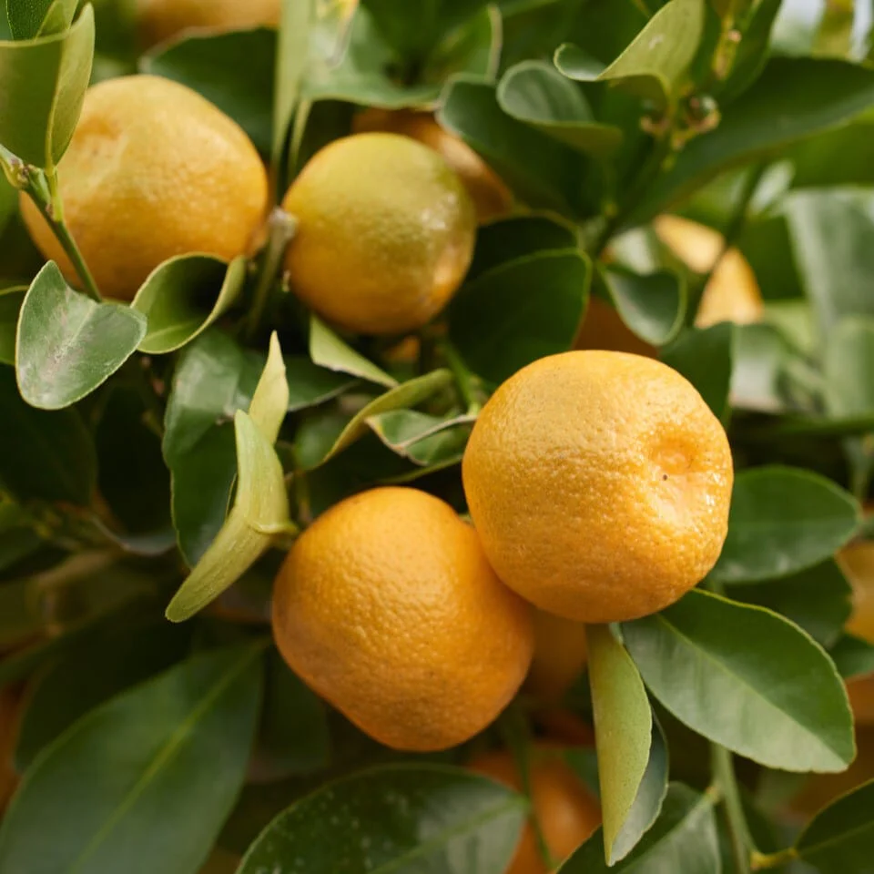 Calamondin Orange Tree | Citrus calamondin - Image 3