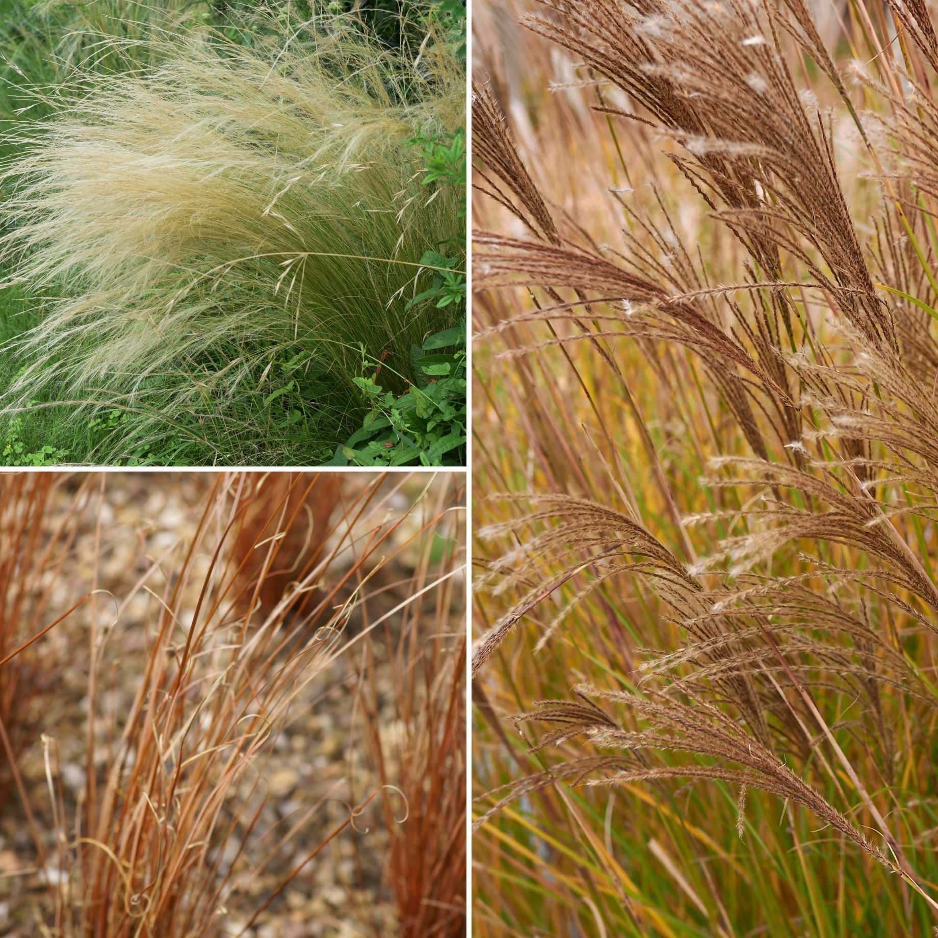 Classic Ornamental Grass Collection